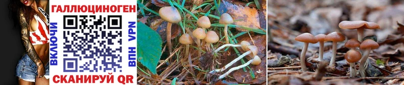 kraken tor  Котовск  Галлюциногенные грибы Psilocybine cubensis 